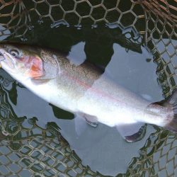 釣り納め ～大安トラウトレイク～